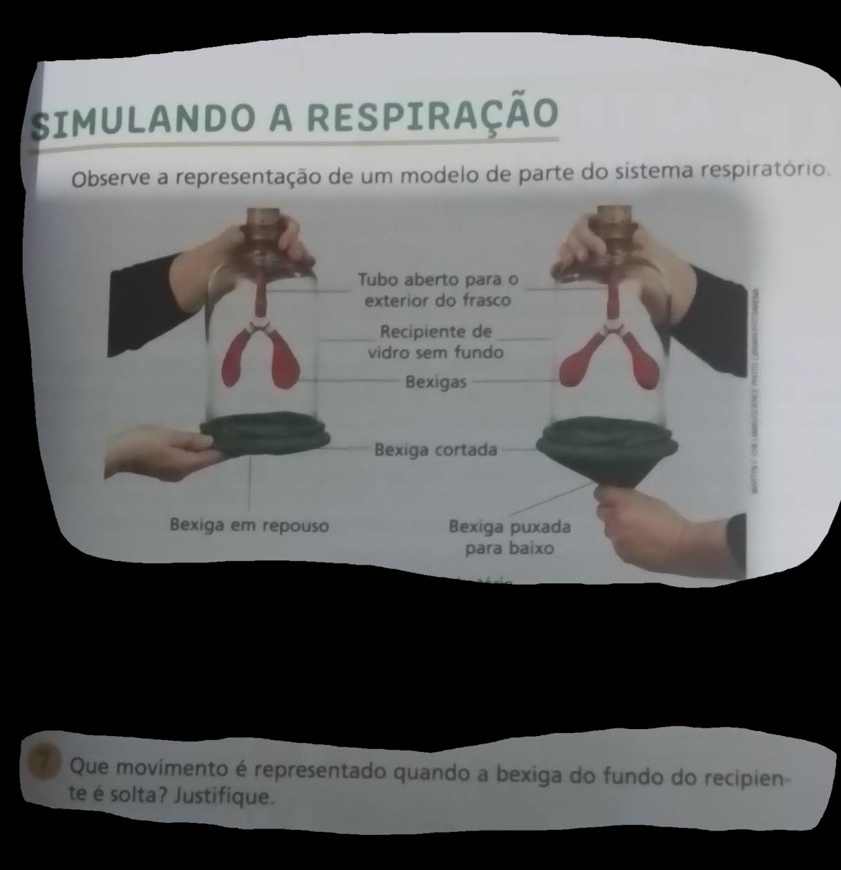 SIMULANDO A RESPIRAÇÃO 
Observe a representação de um modelo de parte do sistema respiratório. 
Tubo aberto para o 
exterior do frasco 
Recipiente de 
vidro sem fundo 
Bexigas 
Bexiga cortada 
Bexiga em repouso Bexiga puxada 
para baixo 
7 Que movimento é representado quando a bexiga do fundo do recipien- 
te é solta? Justifique.