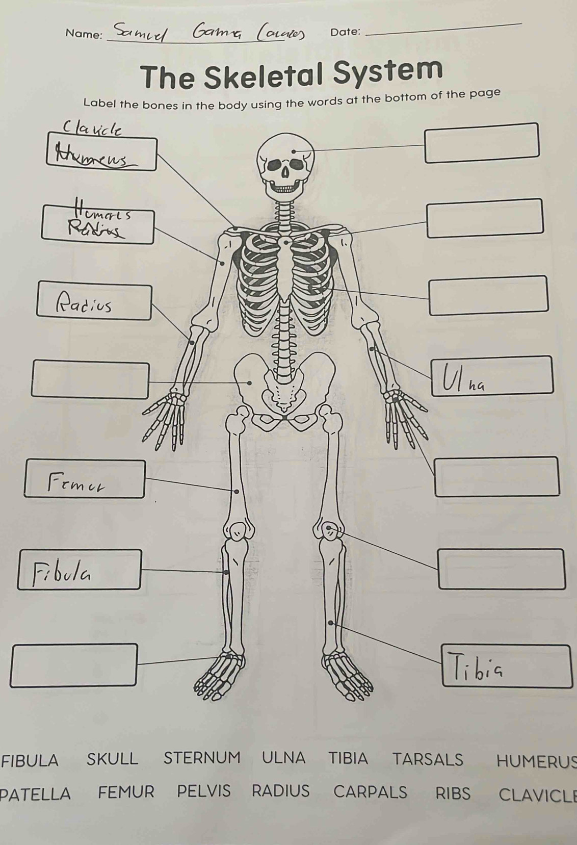 Name: 
Date: 
_ 
The Skeletal System 
Label th the words at the bottom of the page 
FIBULA SKULL STERNUM ULNA TIBIA TARSALS HUMERUS 
PATELLA FEMUR PELVIS RADIUS CARPALS RIBS CLAVICLE