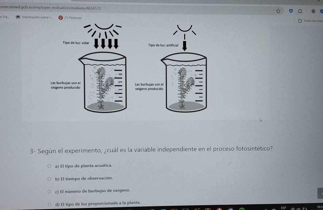 Fra.. Información sobre I... (1) Pinterest Todos tos mar
Tipo de luz: solar Tipo de luz: artificial
Las burbujas son el Las burbujas son el
oxigeno producido oxigeno producido
3- Según el experimento, ¿cuál es la variable independiente en el proceso fotosintético?
a) El tipo de planta acuática.
b) El tiempo de observación.
c) El número de burbujas de oxígeno.
d) El tipo de luz proporcionada a la planta.