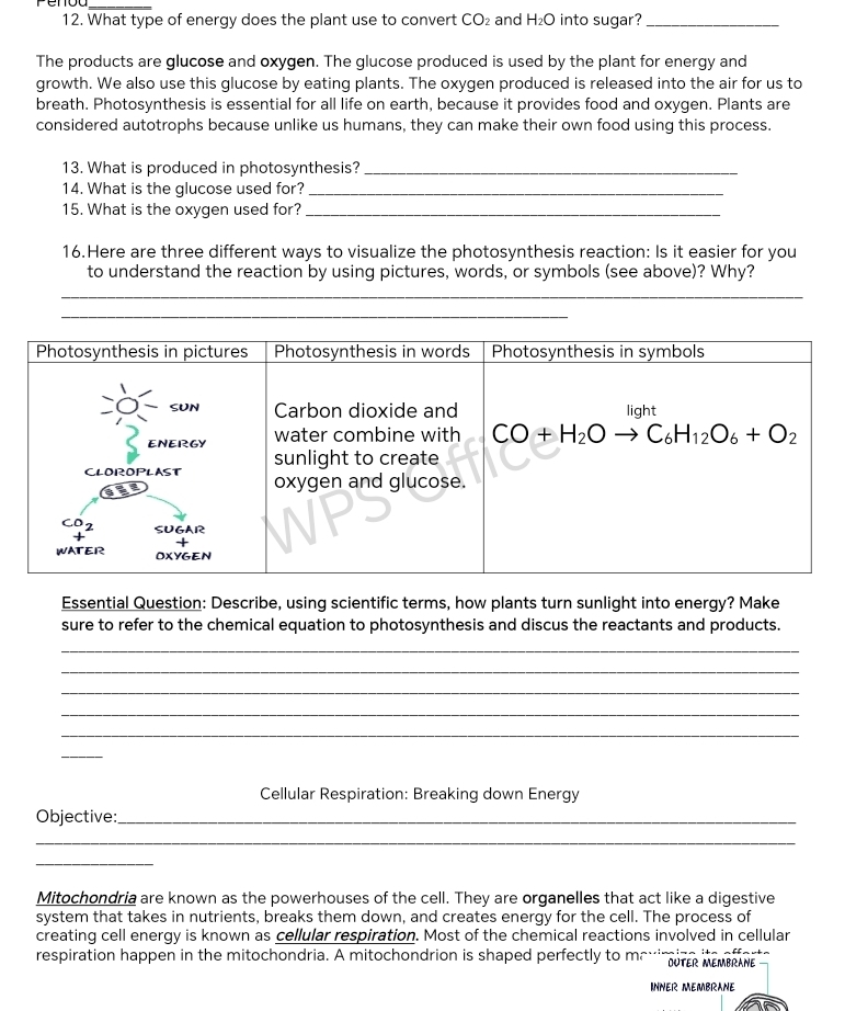 What type of energy does the plant use to convert CO_2 and H_2O into sugar?_
The products are glucose and oxygen. The glucose produced is used by the plant for energy and
growth. We also use this glucose by eating plants. The oxygen produced is released into the air for us to
breath. Photosynthesis is essential for all life on earth, because it provides food and oxygen. Plants are
considered autotrophs because unlike us humans, they can make their own food using this process.
13. What is produced in photosynthesis?_
14. What is the glucose used for?_
15. What is the oxygen used for?_
16.Here are three different ways to visualize the photosynthesis reaction: Is it easier for you
to understand the reaction by using pictures, words, or symbols (see above)? Why?
_
_
Essential Question: Describe, using scientific terms, how plants turn sunlight into energy? Make
sure to refer to the chemical equation to photosynthesis and discus the reactants and products.
_
_
_
_
_
_
Cellular Respiration: Breaking down Energy
Objective:_
_
_
Mitochondria are known as the powerhouses of the cell. They are organelles that act like a digestive
system that takes in nutrients, breaks them down, and creates energy for the cell. The process of
creating cell energy is known as cellular respiration. Most of the chemical reactions involved in cellular
respiration happen in the mitochondria. A mitochondrion is shaped perfectly to me'' oE MEMR 
INNER MEMBRANE