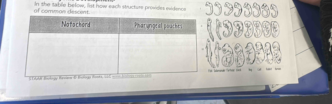 In the table below, list how each structure provides evidence 
of common descent.