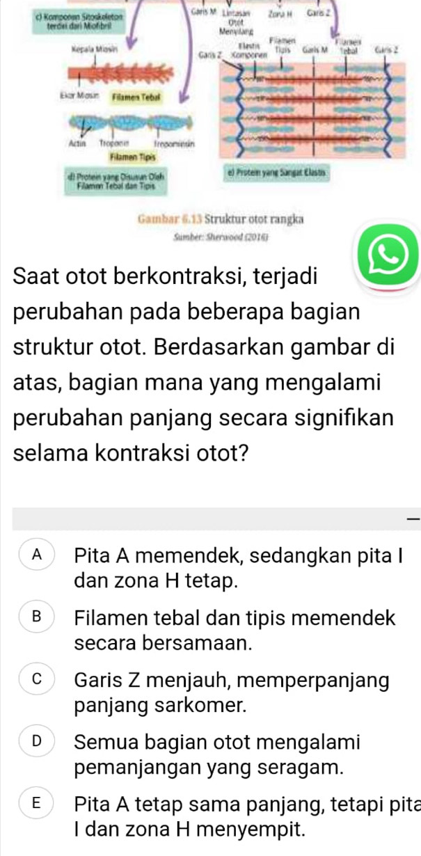 Garis M L
Sumber: Sherwood (2016)
Saat otot berkontraksi, terjadi
perubahan pada beberapa bagian
struktur otot. Berdasarkan gambar di
atas, bagian mana yang mengalami
perubahan panjang secara signifıkan
selama kontraksi otot?
A Pita A memendek, sedangkan pita I
dan zona H tetap.
B Filamen tebal dan tipis memendek
secara bersamaan.
c Garis Z menjauh, memperpanjang
panjang sarkomer.
D Semua bagian otot mengalami
pemanjangan yang seragam.
E Pita A tetap sama panjang, tetapi pita
I dan zona H menyempit.