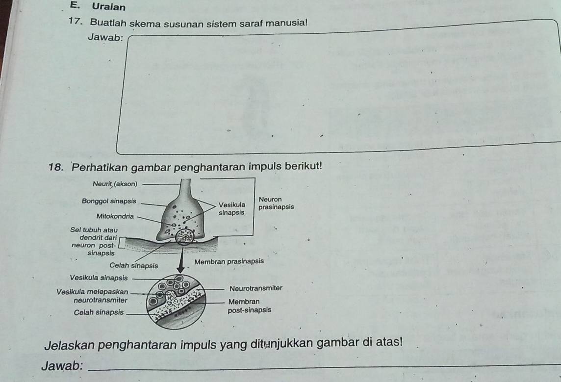 Uraian 
17. Buatlah skema susunan sistem saraf manusia! 
Jawab: 
18. Perhatikan gambar penghantaran impuls berikut! 
Jelaskan penghantaran impuls yang ditunjukkan gambar di atas! 
Jawab:_