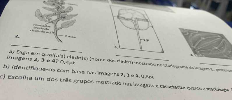 Flutuador (vesícula 
cheia de ar) Estipe 
2. 
_ 
a. 
imagens 2, 3 e 4? 0, 4pt
a) Diga em qual(ais) clado(s) (nome dos clados) mostrado no Cladograma da imagem 1, pertence 
b) Identifique-os com base nas imagens 2, 3 e 4. 0,5pt
c) Escolha um dos três grupos mostrado nas imagens e caracterize quanto a morfologia.