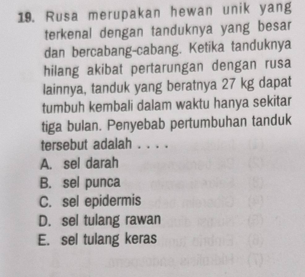 Rusa merupakan hewan unik yang
terkenal dengan tanduknya yang besar
dan bercabang-cabang. Ketika tanduknya
hilang akibat pertarungan dengan rusa
lainnya, tanduk yang beratnya 27 kg dapat
tumbuh kembali dalam waktu hanya sekitar
tiga bulan. Penyebab pertumbuhan tanduk
tersebut adalah . ..
A. sel darah
B. sel punca
C. sel epidermis
D. sel tulang rawan
E. sel tulang keras