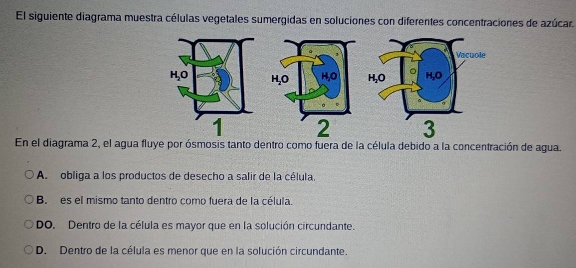 El siguiente diagrama muestra células vegetales sumergidas en soluciones con diferentes concentraciones de azúcar.

En el diagrama 2, el agua fluye por ósmosis tanto dentro como fuera de la célula debido a la concentración de agua.
A. obliga a los productos de desecho a salir de la célula.
B. es el mismo tanto dentro como fuera de la célula.
DO. Dentro de la célula es mayor que en la solución circundante.
D. Dentro de la célula es menor que en la solución circundante.