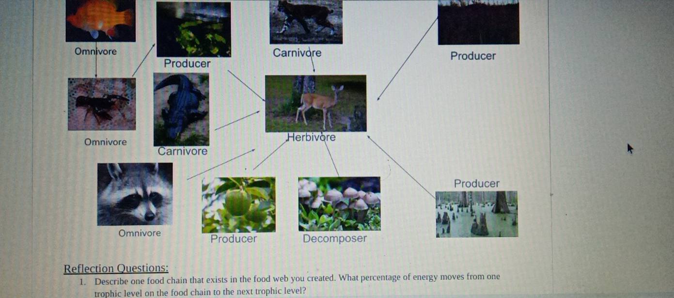 Omnivore Carnivare Producer
Producer
OmnivoreHerbivore
Carnivore
Producer
Omnivore Producer Decomposer
Reflection Questions:
1. Describe one food chain that exists in the food web you created. What percentage of energy moves from one
trophic level on the food chain to the next trophic level?