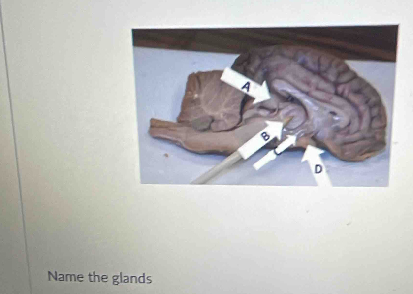 Name the glands