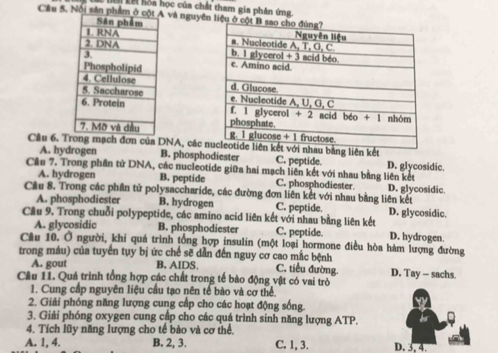 Xể hiên kết hòa học của chất tham gia phản ứng
Cầu 5. Nổi sản phẩm và nguyên liệu ở 





Cầu 6. Tg mạch đơn của DNA, các bằng liên kết
A. hydrogen B. phosphodiester C. peptide. D. glycosidic.
Cầu 7. Trong phần tử DNA, các nucleotide giữa hai mạch liên kết với nhau bằng liên kết
A. hydrogen B. peptide C. phosphodiester. D. glycosidic
Cầu 8. Trong các phần tử polysaccharide, các đường đơn liên kết với nhau bằng liên kết
A. phosphodiester B. hydrogen C. peptide. D. glycosidic.
Cầu 9. Trong chuỗi polypeptide, các amino acid liên kết với nhau bằng liên kết
A. glycosidic B. phosphodiester C. peptide. D. hydrogen.
Câu 10. Ở người, khi quá trình tổng hợp insulin (một loại hormone điều hòa hàm lượng đường
trong máu) của tuyến tụy bị ức chế sẽ dẫn đến nguy cơ cao mắc bệnh
A. gout B. AIDS. C. tiểu đường. D. Tay — sachs.
Câu 11. Quá trình tổng hợp các chất trong tế bào động vật có vai trò
1. Cung cấp nguyên liệu cầu tạo nên tế bào và cơ thể.
2. Giải phóng năng lượng cung cấp cho các hoạt động sống.
3. Giải phóng oxygen cung cập cho các quá trình sinh năng lượng ATP.
4. Tích lũy năng lượng cho tế bào và cơ thể,
A. 1, 4. B. 2, 3. C. 1, 3. D. 3, 4.