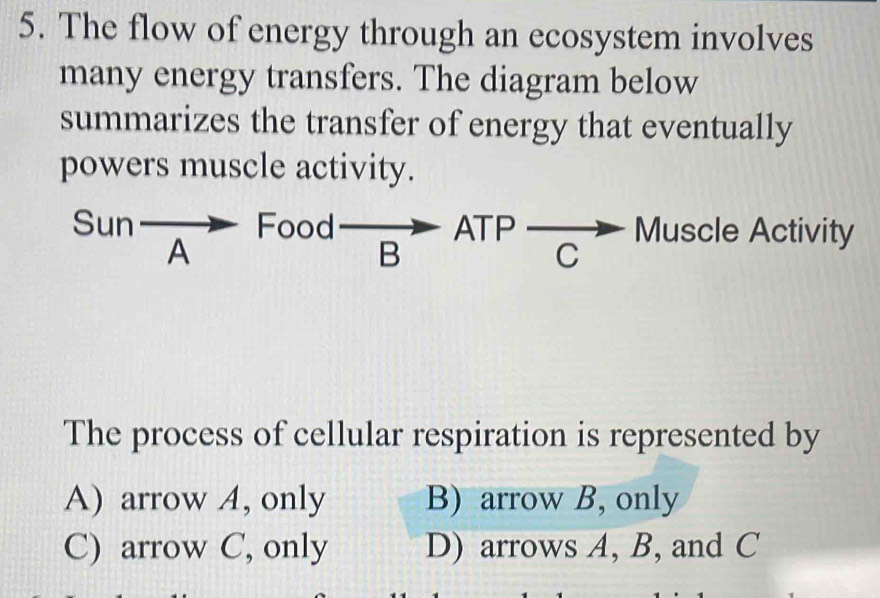 The flow of energy through an ecosystem involves
many energy transfers. The diagram below
summarizes the transfer of energy that eventually
powers muscle activity.
Sun Food ATP Muscle Activity
A
B
C
The process of cellular respiration is represented by
A) arrow A, only B) arrow B, only
C) arrow C, only D) arrows A, B, and C