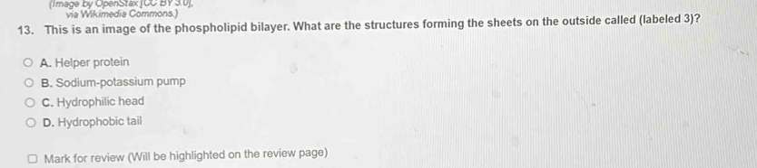 (Image by OpenStax (CC BY3.0]
via Wikimedia Commons.)
13. This is an image of the phospholipid bilayer. What are the structures forming the sheets on the outside called (labeled 3)?
A. Helper protein
B. Sodium-potassium pump
C. Hydrophilic head
D. Hydrophobic tail
Mark for review (Will be highlighted on the review page)
