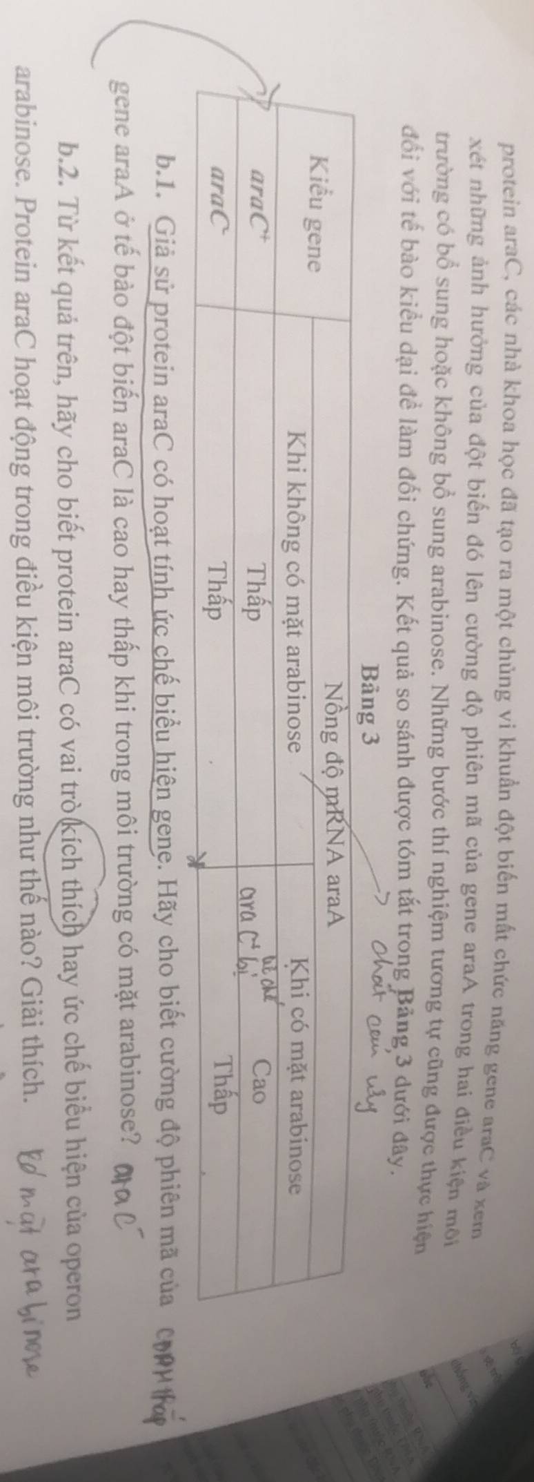 protein araC, các nhà khoa học đã tạo ra một chủng vi khuẩn đột biến mất chức năng gene araC và xem
xét những ảnh hưởng của đột biến đó lên cường độ phiên mã của gene araA trong hai điều kiện môi
chóng vín
trường có bổ sung hoặc không bổ sung arabinose. Những bước thí nghiệm tương tự cũng được thực hiện
đổi với tế bào kiểu dại đề làm đối chứng. Kết quả so sánh được tóm tắt trong Bảng 3 dưới đây.
b.1. Giả sử protein araC có hoạt tính ức chế biểu hiện gene. Hãy cho biết cường độ phiên mã của
gene araA ở tế bào đột biến araC là cao hay thấp khi trong môi trường có mặt arabinose?
b.2. Từ kết quả trên, hãy cho biết protein araC có vai trò kích thích hay ức chế biểu hiện của operon
arabinose. Protein araC hoạt động trong điều kiện môi trường như thế nào? Giải thích.