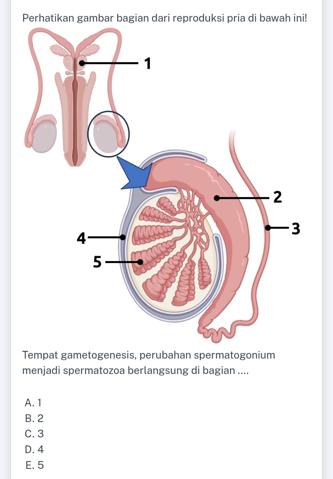 Perhatikan gambar bagian dari reproduksi pria di bawah ini!
Tempat gametogenesis, perubahan spermatogonium
menjadi spermatozoa berlangsung di bagian ....
A. 1
B. 2
C. 3
D. 4
E. 5