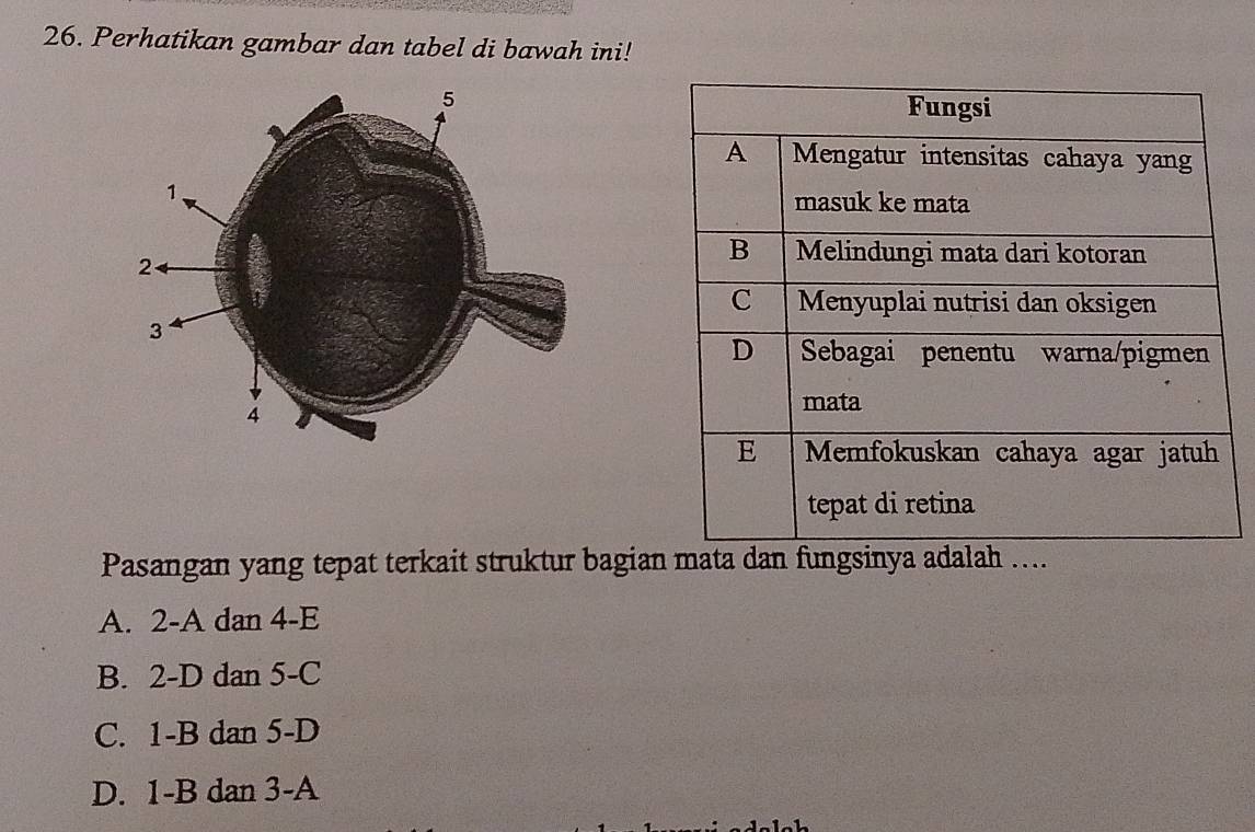 Perhatikan gambar dan tabel di bawah ini!
Pasangan yang tepat terkait struktur bagian mata dan fungsinya adalah ....
A. 2 -A dan 4 -E
B. 2-D dan 5 -C
C. 1-B dan 5 - D
D. 1-B dan 3 -A