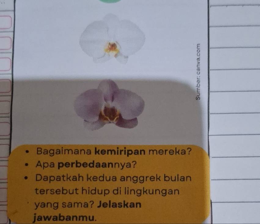 Bagaimana kemiripan mereka? 
Apa perbedaannya? 
Dapatkah kedua anggrek bulan 
tersebut hidup di lingkungan 
yang sama? Jelaskan 
jawabanmu.