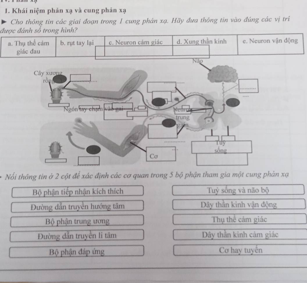 Khái niệm phản xạ và cung phản xạ
Cho thông tin các giai đoạn trong 1 cung phản xạ. Hãy đưa thông tin vào đúng các vị trí
được đánh số trong hình?
a. Thụ thể cảm b. rụt tay lại c. Neuron cảm giác d. Xung thần kinh e. Neuron vận động
giác đau
Nối thông tin ở 2 cột để xác định các cơ quan trong 5 bộ phận tham gia một cung phản xạ
Bộ phận tiếp nhận kích thích Tuỷ sổng và não bộ
Đường dẫn truyền hướng tâm Dây thần kinh vận động
Bộ phận trung ương Thụ thể cảm giác
Đường dẫn truyền li tâm Dây thần kinh cảm giác
Bộ phận đáp ứng Cơ hay tuyến