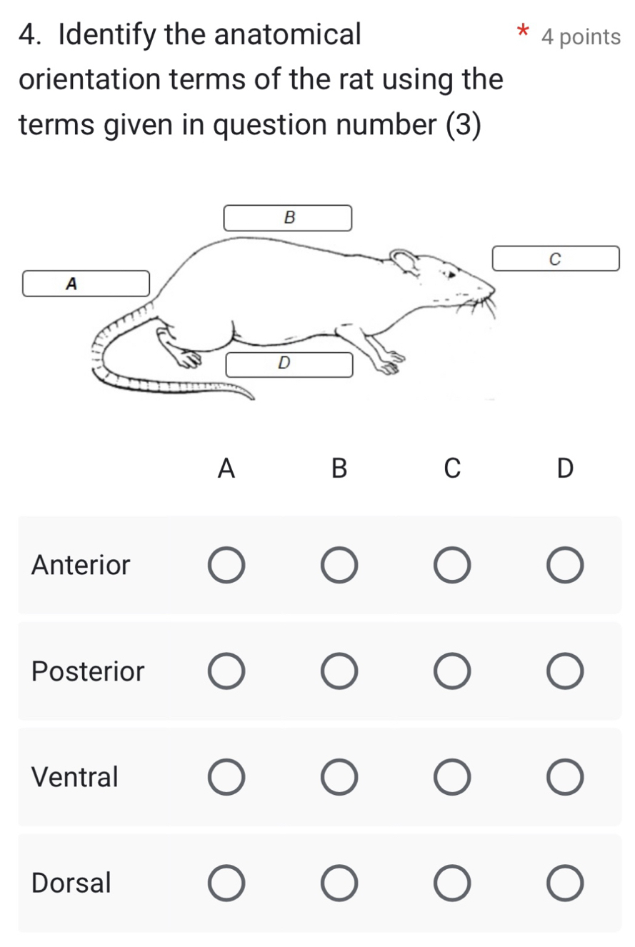 Identify the anatomical 4 points
orientation terms of the rat using the
terms given in question number (3)
A
B
C
D
Anterior
Posterior
Ventral
Dorsal