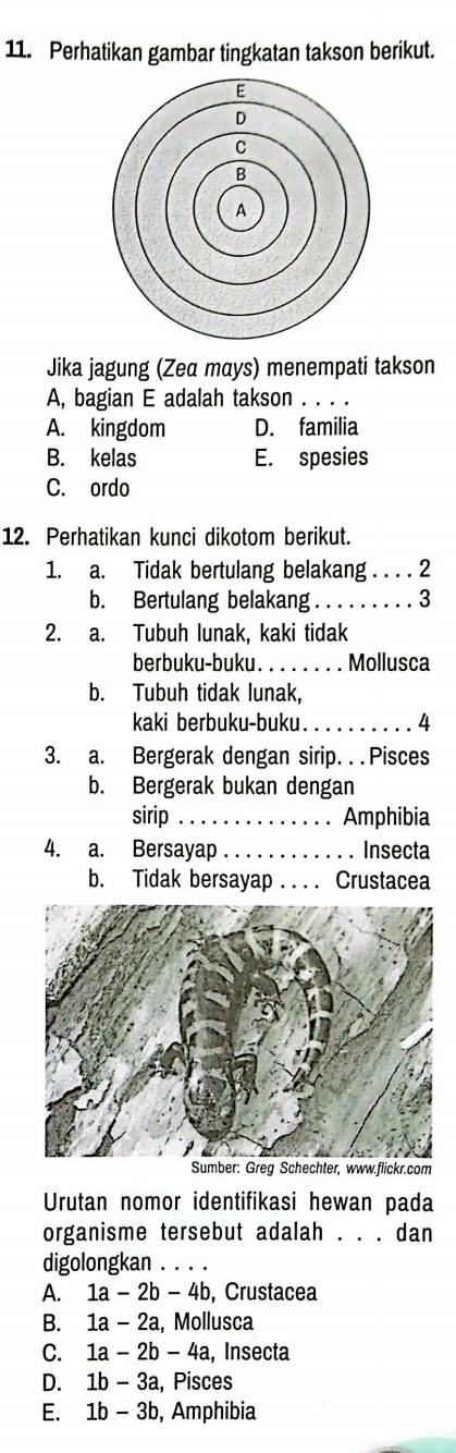 Perhatikan gambar tingkatan takson berikut.
Jika jagung (Zea mays) menempati takson
A, bagian E adalah takson ._
A. kingdom D. familia
B. kelas E. spesies
C. ordo
12. Perhatikan kunci dikotom berikut.
1. a. Tidak bertulang belakang . . . . 2
b. Bertulang belakang _. 3
2. a. Tubuh lunak, kaki tidak
berbuku-buku. _Mollusca
b. Tubuh tidak lunak,
kaki berbuku-buku. _4
3. a. Bergerak dengan sirip. . . Pisces
b. Bergerak bukan dengan
sirip _. Amphibia
4. a. Bersayap _. Insecta
b. Tidak bersayap . . . . Crustacea
Sumber: Greg Schechter, www.flickr.com
Urutan nomor identifikasi hewan pada
organisme tersebut adalah . . . dan
digolongkan . . . .
A. 1a-2b-4b , Crustacea
B. 1a-2a , Mollusca
C. 1a-2b-4a , Insecta
D. 1b-3a , Pisces
E. 1b-3b , Amphibia