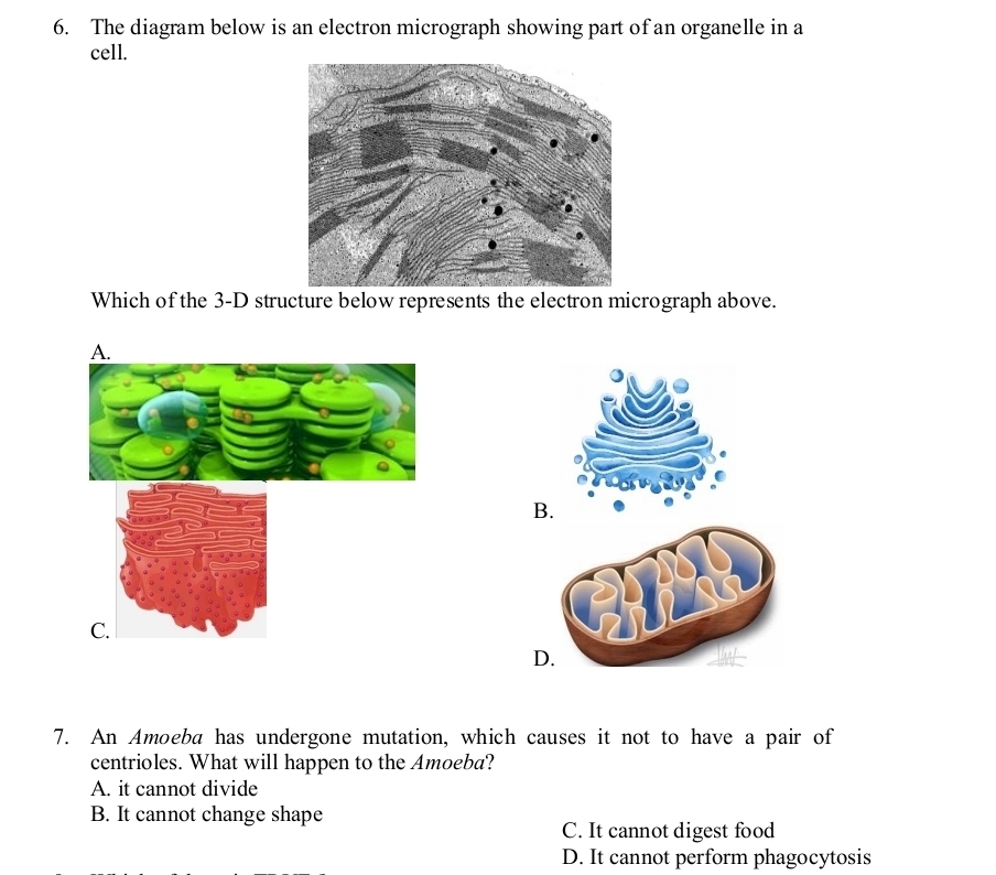 The diagram below is an electron micrograph showing part of an organelle in a
cell.
Which of the 3-D structure below represents the electron micrograph above.
B.
D
7. An Amoeba has undergone mutation, which causes it not to have a pair of
centrioles. What will happen to the Amoeba?
A. it cannot divide
B. It cannot change shape
C. It cannot digest food
D. It cannot perform phagocytosis