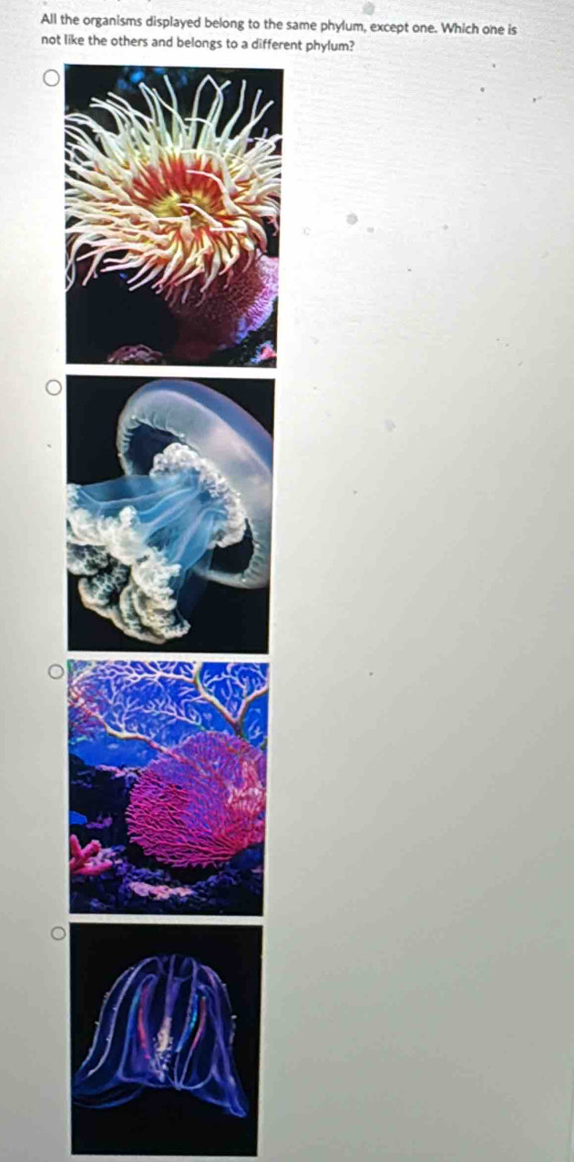 All the organisms displayed belong to the same phylum, except one. Which one is 
not like the others and belongs to a different phylum?