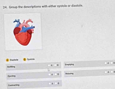 Group the descriptions with either systole or diastole.
6 Diastole Systole
A□ 8
Refilling Emptying 
Ejecting Relaxing A 
_ B □ 
Contracting