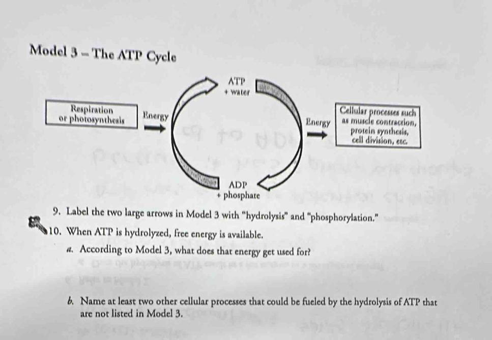 Solved: Model 3 - The ATP Cycle 9. Label the two large arrows in Model ...