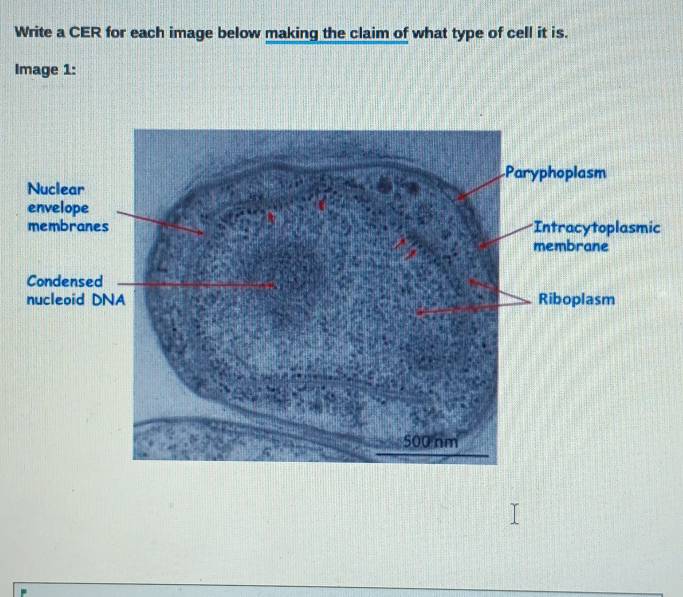 Write a CER for each image below making the claim of what type of cell it is. 
Image 1: