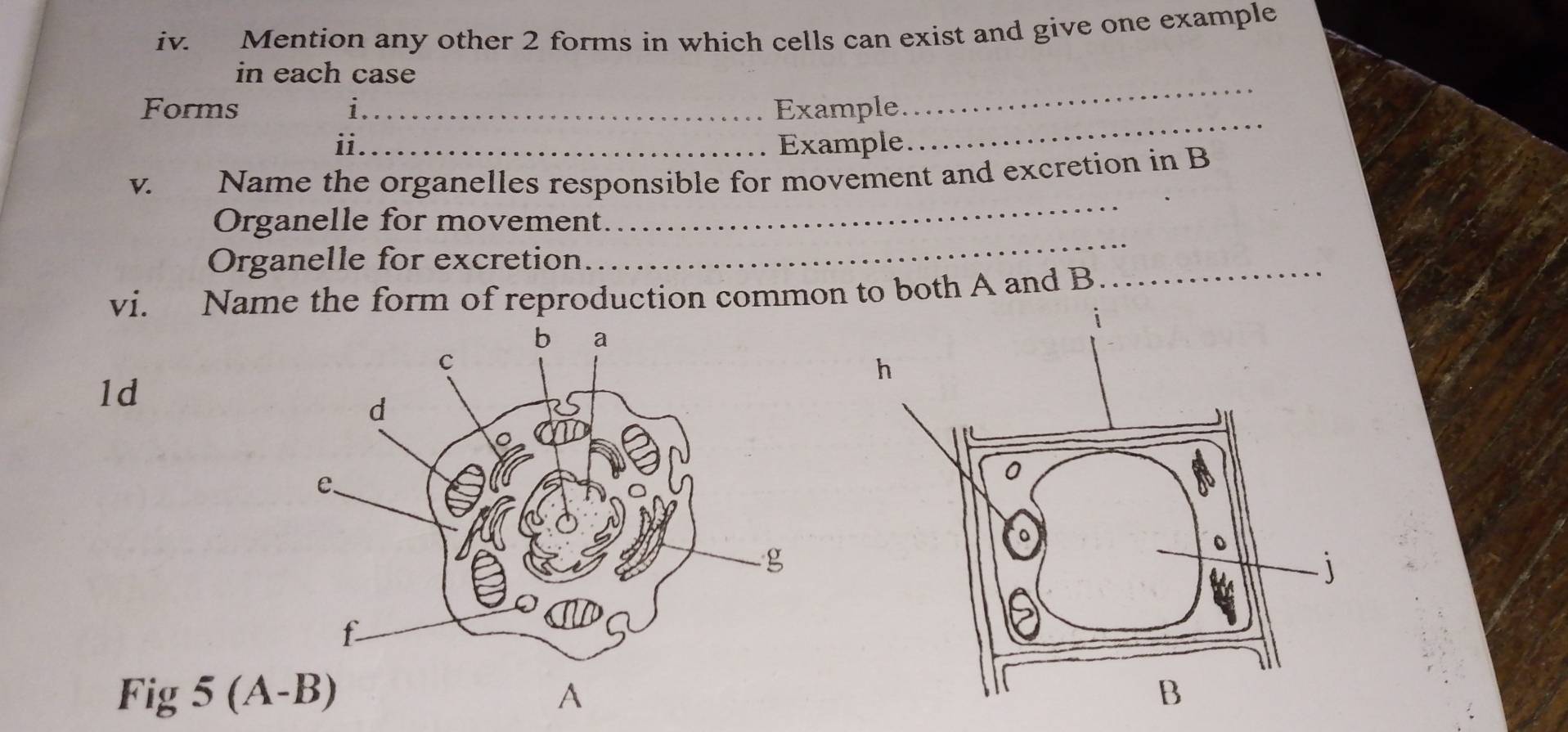 Mention any other 2 forms in which cells can exist and give one example 
in each case 
_ 
Forms i_ Example. 
_ 
ii_ Example. 
_ 
V. Name the organelles responsible for movement and excretion in B
_ 
Organelle for movement. 
Organelle for excretion. 
vi. Name the form of reproduction common to both A and B
_ 
1d 
Fig 5(A-B)