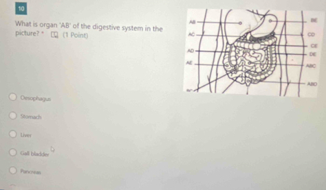 What is organ AB° of the digestive system in the
picture?* №ロ (1 Point)
Oesophagus
Stomach
Liver
Gall bladder
Pancreas