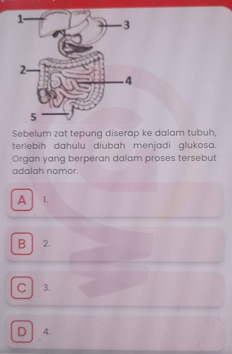 Sebelum zat tepung diserap ke dalam tubuh,
terlebih dahulu diubah menjadi glukosa.
Organ yang berperan dalam proses tersebut
adalah nomor.
A 1.
B ₹2.
C 3.
D 4.