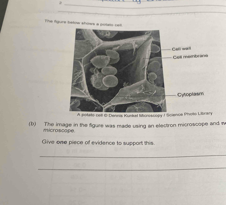 2 
_ 
_ 
_ 
_ 
The figure below shows a potato cell. 
(b) The image in the figure was made using an electron microscope and n
microscope. 
Give one piece of evidence to support this. 
_ 
_