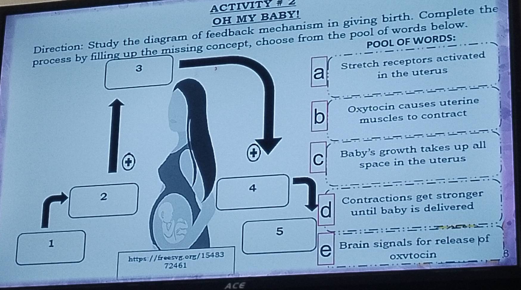 ACTIVITY # 2
OH MY BABY!
Direction: Study the diagram of feedback mechanism in giving birth. Complete the
POOL OF WORDS:
process by filling up the missing concept, choose from the pool of words below.
3
a Stretch receptors activated
in the uterus
b Oxytocin causes uterine
muscles to contract
C Baby's growth takes up all
space in the uterus
4
2
d Contractions get stronger
until baby is delivered
5
1 Brain signals for release pf
https://freesvg.org/15483 oxvtocin .8
72461
AC