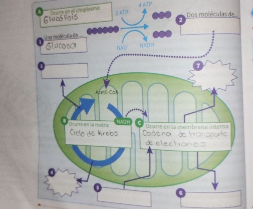 citoplasma 4 ATP