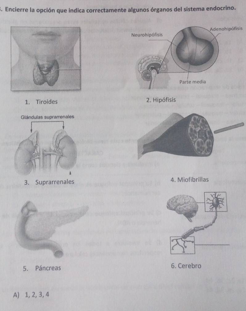 Encierre la opción que indica correctamente algunos órganos del sistema endocrino.
s
1. Tiroides 2. Hipófisis
3. Suprarrenales 4. Miofibrillas
5. Páncreas
A) 1, 2, 3, 4