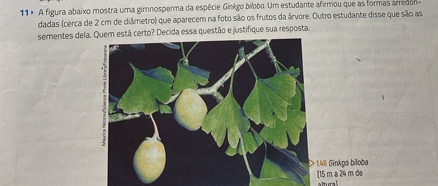 11× A figura abaixo mostra uma gimnosperma da espécie Ginkgo bilobø. Um estudante afirmou que as formas arredon- 
dadas (cerca de 2 cm de diâmetro) que aparecem na foto são os frutos da árvore. Outro estudante disse que são as 
sementes dela Quem está certo? Decida essa questão e justifique sua resposta.
46 Ginkgo biloba
15 m a 24 m de 
altural