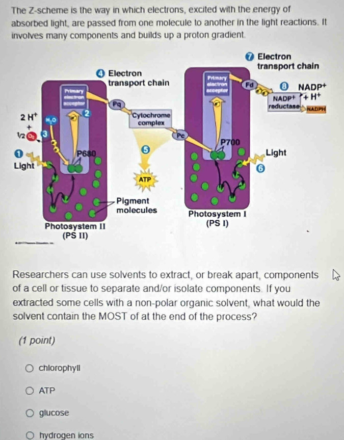 The Z-scheme is the way in which electrons, excited with the energy of
absorbed light, are passed from one molecule to another in the light reactions. It
involves many components and builds up a proton gradient.
Researchers can use solvents to extract, or break apart, components
of a cell or tissue to separate and/or isolate components. If you
extracted some cells with a non-polar organic solvent, what would the
solvent contain the MOST of at the end of the process?
(1 point)
chlorophyll
ATP
glucose
hydrogen ions