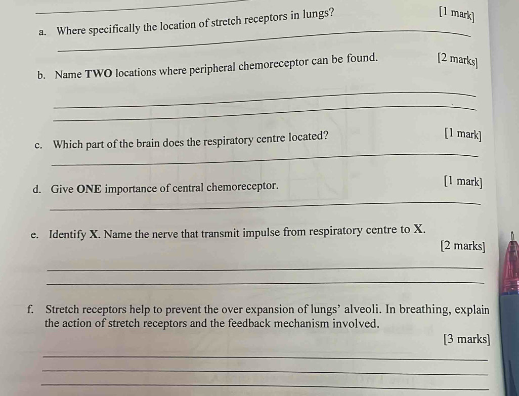 Where specifically the location of stretch receptors in lungs? 
[1 mark] 
_ 
b. Name TWO locations where peripheral chemoreceptor can be found. 
[2 marks] 
_ 
_ 
_ 
c. Which part of the brain does the respiratory centre located? 
[1 mark] 
d. Give ONE importance of central chemoreceptor. 
[1 mark] 
_ 
e. Identify X. Name the nerve that transmit impulse from respiratory centre to X. 
[2 marks] 
_ 
_ 
f. Stretch receptors help to prevent the over expansion of lungs’ alveoli. In breathing, explain 
the action of stretch receptors and the feedback mechanism involved. 
[3 marks] 
_ 
_ 
_