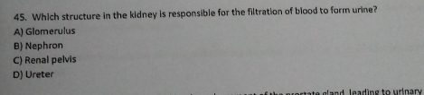 Which structure in the kidney is responsible for the filtration of blood to form urine?
A) Glomerulus
B) Nephron
C) Renal pelvis
D) Ureter
an d l ea ding to uri nar