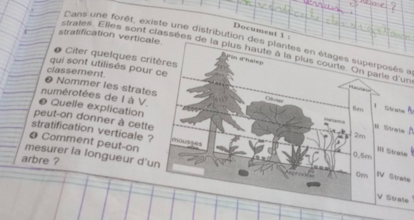 Document 1 : 
stratification verticale. 
Dans une forêt, existe une distribution des plantes en étages superposés a 
strates. Elles sont classées de la plus haute à la plus courte. On parle d'un 
# Citer quelques cr 
qui sont utilisés pour 
classement. 
❷ Nommer les strate 
numérotées de I à V. 
@ Quelle explication 
peut-on donner à cett 
stratification verticale ? 
# Comment peut-on 
e 
arbre ? 
mesurer la longueur d'ue 
IV Strate