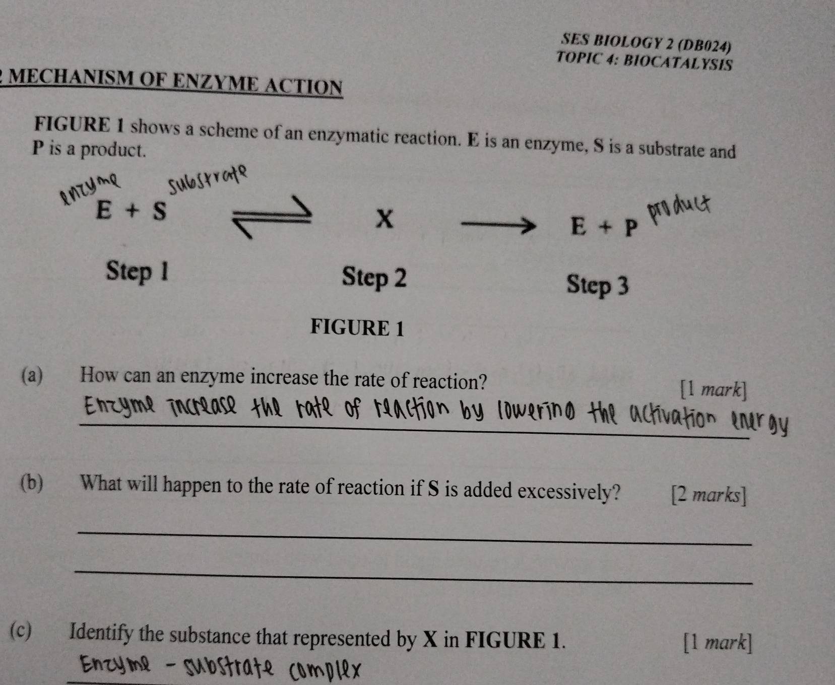 SES BIOLOGY 2 (DB024) 
TOPIC 4: BIOCATALYSIS 
MECHANISM OF ENZYME ACTION 
FIGURE 1 shows a scheme of an enzymatic reaction. E is an enzyme, S is a substrate and
P is a product.
E+S
X
E+P
Step 1 Step 2 Step 3
FIGURE 1 
(a) How can an enzyme increase the rate of reaction? [1 mark] 
_ 
(b) What will happen to the rate of reaction if S is added excessively? [2 marks] 
_ 
_ 
(c) Identify the substance that represented by X in FIGURE 1. 
[1 mark]