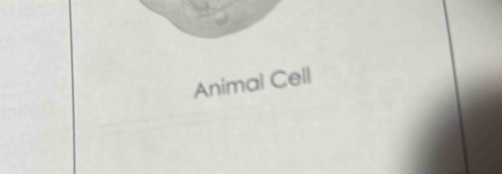 Animal Cell