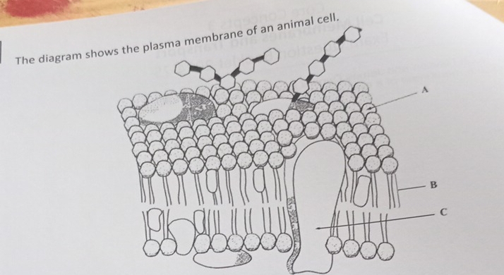 The diagram shl cell.