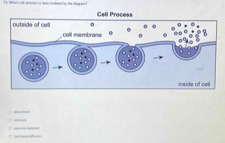 Solved: T3: Which cell process is best modeled by the diagram? Cell ...