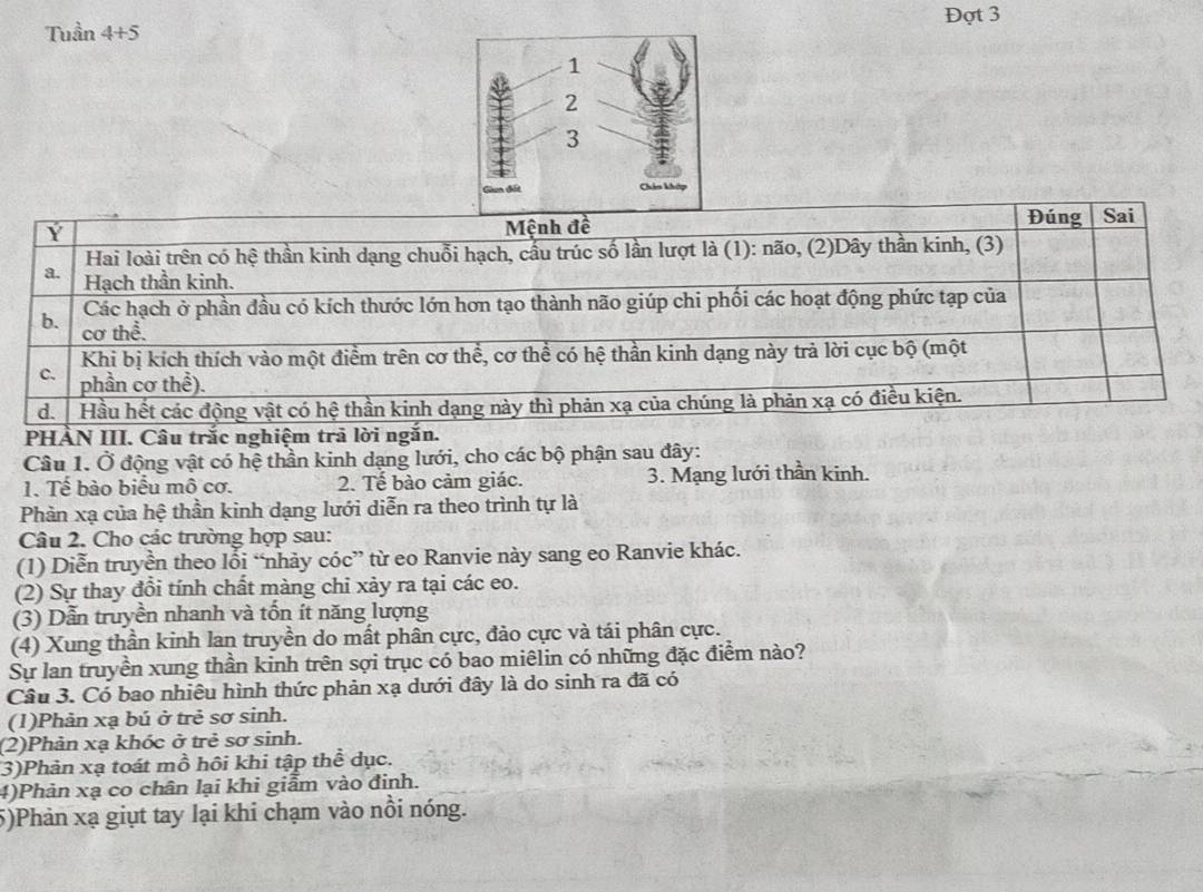 Đợt 3
Tuần 4+5
Y
Mệnh đề Đúng Sai
Hai loài trên có hệ thần kinh dạng chuỗi hạch, cầu trúc số lần lượt là (1): não, (2)Dây thần kinh, (3)
a. Hạch thần kinh.
Các hạch ở phần đầu có kích thước lớn hơn tạo thành não giúp chi phối các hoạt động phức tạp của
b. cơ thể.
Khi bị kích thích vào một điểm trên cơ thể, cơ thể có hệ thần kinh dạng này trả lời cục bộ (một
C. phần cơ thể).
d. Hầu hết các động vật có hệ thần kinh dạng này thì phản xạ của chúng là phản xạ có điều kiện.
PHÀN III. Câu trắc nghiệm trả lời ngắn.
Câu 1. Ở động vật có hệ thần kinh dạng lưới, cho các bộ phận sau đây:
1. Tế bào biểu mô cơ. 2. Tế bào cảm giác. 3. Mạng lưới thần kinh.
Phản xạ của hệ thần kinh dạng lưới diễn ra theo trình tự là
Câu 2. Cho các trường hợp sau:
(1) Diễn truyền theo lỗi “nhảy cóc” từ eo Ranvie này sang eo Ranvie khác.
(2) Sự thay đổi tính chất màng chi xảy ra tại các eo.
(3) Dẫn truyền nhanh và tốn ít năng lượng
(4) Xung thần kinh lan truyền do mất phân cực, đảo cực và tái phân cực.
Sự lan truyền xung thần kinh trên sợi trục có bao miêlin có những đặc điểm nào?
Câu 3. Có bao nhiêu hình thức phản xạ dưới đây là do sinh ra đã có
(1)Phản xạ bú ở trẻ sơ sinh.
(2)Phản xạ khóc ở trẻ sơ sinh.
(3)Phản xạ toát mồ hôi khi tập thể dục.
4)Phản xạ co chân lại khi giẫm vào đinh.
5)Phản xạ giụt tay lại khi chạm vào nổi nóng.