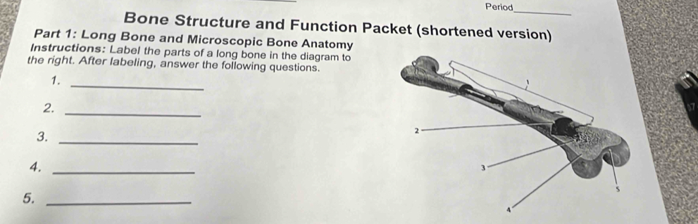 Period 
_ 
Bone Structure and Function Packet (shortened version) 
Part 1: Long Bone and Microscopic Bone Anatomy 
Instructions: Label the parts of a long bone in the diagram to 
the right. After labeling, answer the following questions. 
_ 
1. 
2._ 
3._ 
4._ 
5._