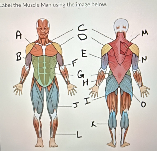 Label the Muscle Man using the image below.