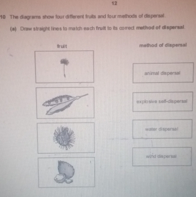 12
10 The diagrams show four different fruits and four methods of dispersal.
(a) Draw straight lines to match each fruit to its correct method of dispersal.
fruit method of dispersal
animal dispersal
explo sive self-dis persal
water dispersal
wind dispersal