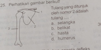 Perhatikan gambar berikut!
Tulang yang ditunjuk
oleh nomor 2 adalah
tulang ....
a. selangka 3
b. belikat
c. hasta
d. humerus
ra refleks