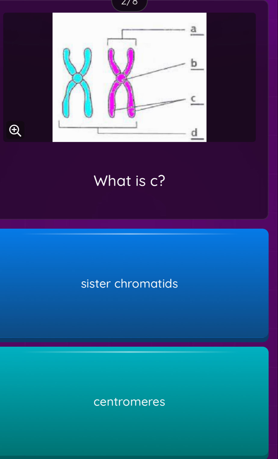 What is c?
sister chromatids
centromeres