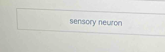 sensory neuron